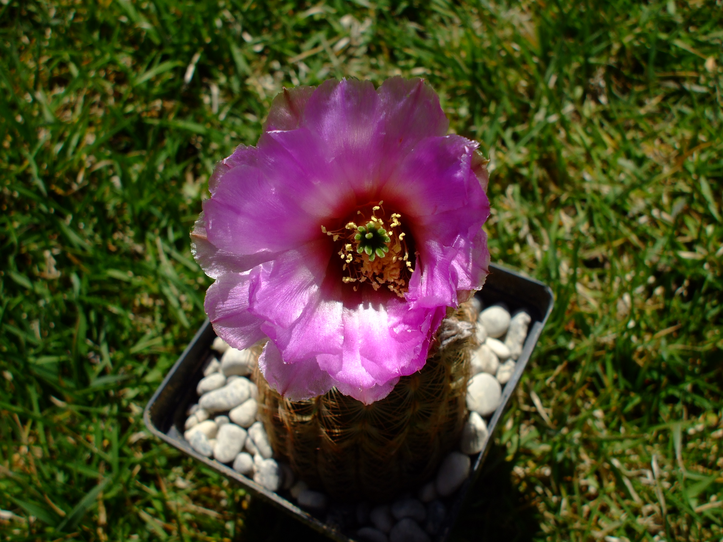 Echinocereus caespitosus